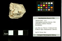 Foto (Objekt + Etiketten) von Cracensigillatus acutirostris (Moericke, 1889) 